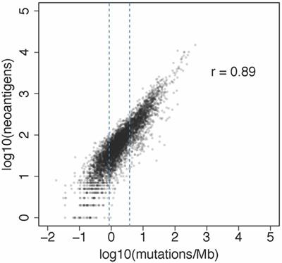 Neoantigens Generated by Individual Mutations and Their Role in Cancer Immunity and Immunotherapy